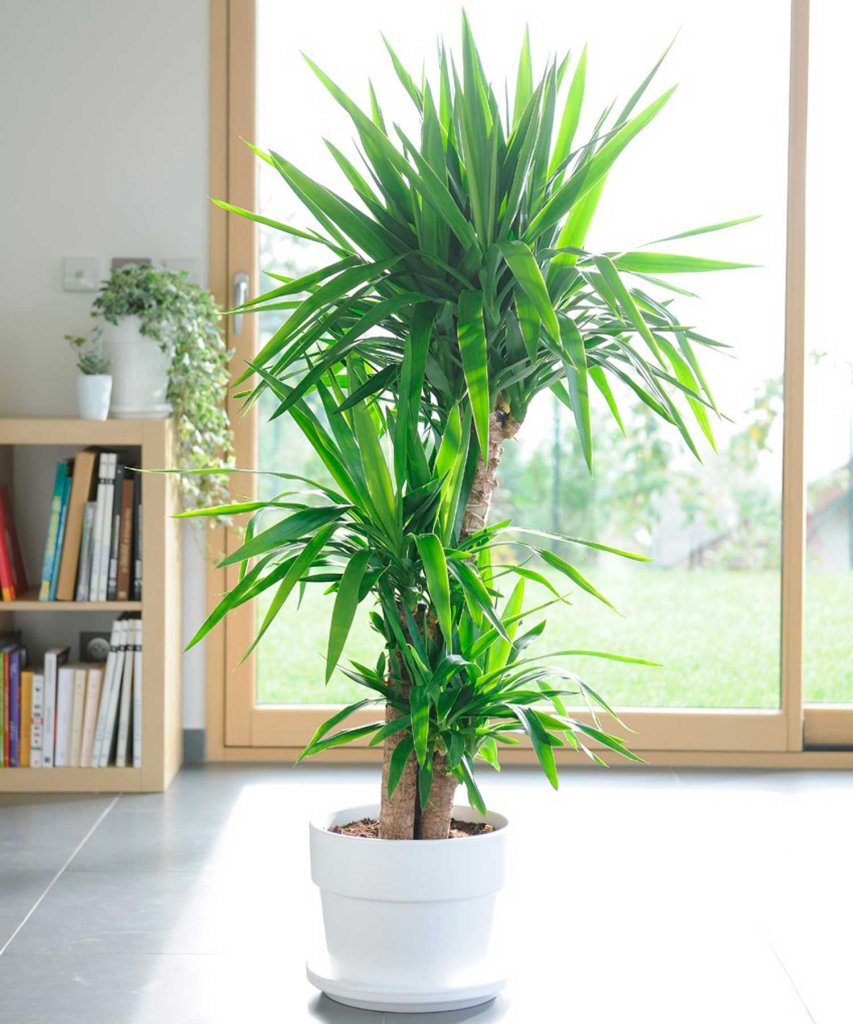 demostración por ciento que te diviertas Plantas de interior grandes en el diseño e ambientes - Blog Tallo Taller
