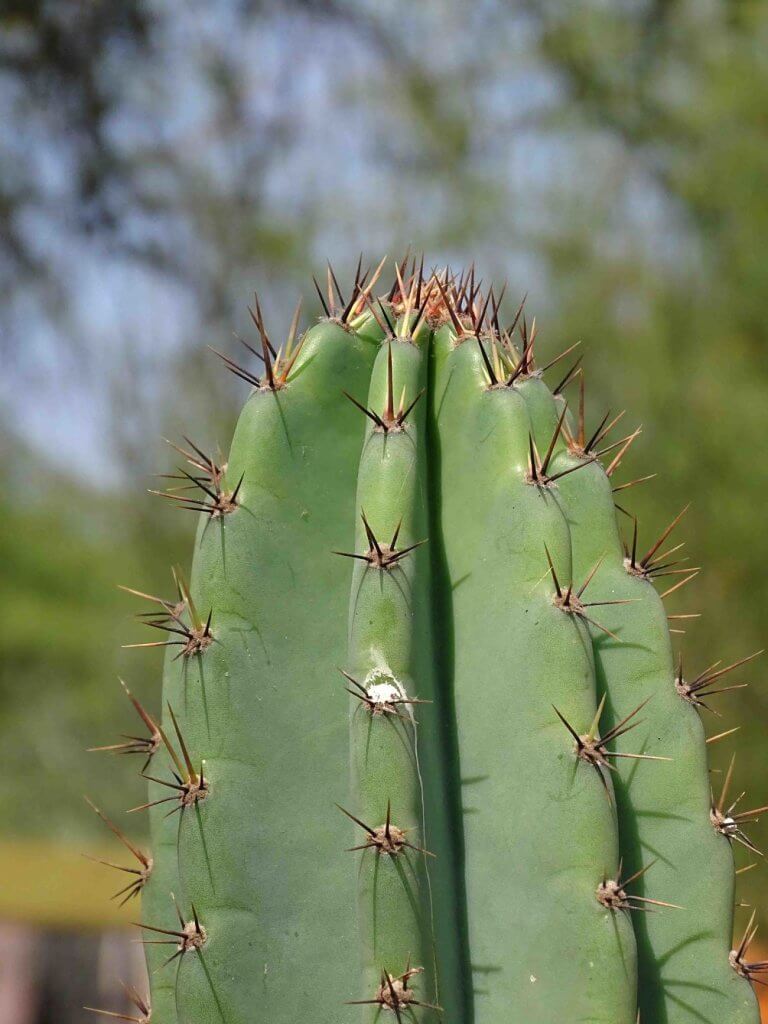 Zoom a punta de cactus San Pedro.